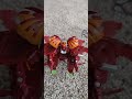 Bakugan geoforge dragonoid review
