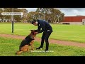 How to train your DOG- ALFADOG