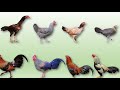 Native Chicken Breeds of India 🐓 🇮🇳 | Fowls | Roosters | Poultry | Chickens