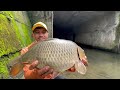 millions of fish ran aground in the dry river can actually get super big carp