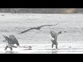 Chilkat Bald Eagle Photography Tour.  Shot with the Nikon D850.  Slow Motion.