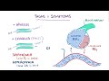 Chronic bronchitis (COPD) - causes, symptoms, diagnosis, treatment & pathology