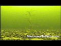 Incredible Underwater Walleye Footage!