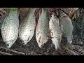 spot lama mancing nilem babon. umpan sawit #wildfishing