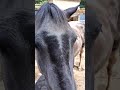 真夏　馬の水浴び　水遊び　horse　water play