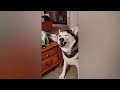 YOU LAUGH YOU LOSE🥰Best Funny Animals Video 2024😽🐶