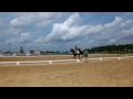 Illusion's (standardbred) first time competing Intro B 2015 test at South Farm Mini Trial