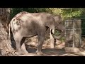 HOGLE ZOO ELEPHANTS🐘 #animallover #elephant  #zoo @UtahsHogleZoo