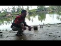 Umpan Ikan Patin Kolam Harian  Paling Jitu dan Paling Gacor // Di Jamin Strike Terus