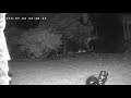 Raccoon vs motion sensor sprinkler 7/3/2020