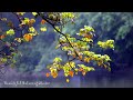 Rain Sounds and Peaceful Piano Relaxing Sleep Music and Meditation Music, Yoga and study, rest