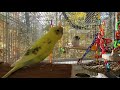 Parakeets CHIRPING to help LONELY Budgie//Parakeets OVER 2 hours