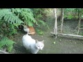 Cat play in backyard .