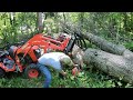 Kubota B2601 vs the mighty oak