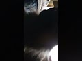 (Turn volume up) My cat baking biscuits while purrrring 💖✨