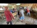 Sawing the Biggest and Most Expensive Teak Wood into Blocks for Joglo House Materials