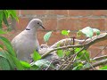 A Collared Dove Feeds Her Two Young Fledglings