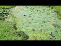 The gentle sound of rain falling on a small pond full of lotus leaves ASMR
