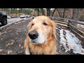 Golden Retriever Yosemite Adventure VLOG-1| Oshies World