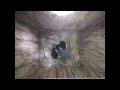 Black-capped Chickadee - timelapse of chicks hatching - from egg to fledge