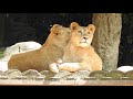 仔ライオンのララとイオの生後3ヶ月と1歳の様子。とべ動物園