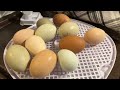Hatching Chicks | Is it too EARLY? | Smart Incubator | Start to Finish