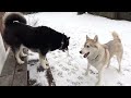 Huskies Play Crazy Games After a Snow Storm
