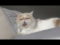 (Cat Cam) mellow cat - lofi hip hop mix - beats to relax/study to - Sleepy Cat Music