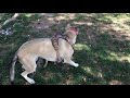 Ariel playing at the local dog park. She loved the little dogs the most.