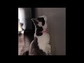 My Cat Makes Such A Weird Noise! Watch Until The End *Volume Up