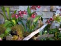 Epiphytic orchid display SOOS 2015