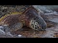 15 Minutes of Soothing Sea Turtles | Relaxing Nature Soundscape
