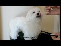 Tear Stain Solutions: How to Keep Your Maltese Dog's Face Clean and Healthy