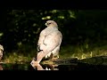 Krahujec krátkoprstý, Levant sparrowhawk, Kurzfangsperber, Balkansperwer, Gavilán griego