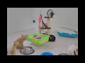 Cats Doing the Most Unexpectedly Funny Things 🐈 Funniest Catss 2024 😂