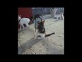 🐱🐱 Funny Dog And Cat Videos 😂🐱 Best Funny Animal Videos # 23