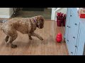 my dog trying to figure out her new toy 🎅🎄🧑‍🎄