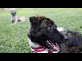 Special Forces soldier reunites with dogs from Afghanistan