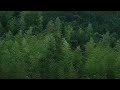 Rain sounds in the forest to relax your mind (ASMR, white noise, sleep music, 8 hours)