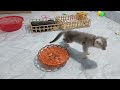 Best Funny Animal Videos -Funniest Cats /Dog Videos 2024🐶😽#3