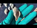 How to clean sea shells. My process for getting crusty, grimy sea shells gorgeous again.