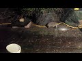 Schnuffi -- A wild European hedgehog (NO AUDIO)