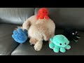 Octopus squad and dog