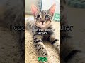 Funny Cat Compilation Animals Say Silly Stuff #51-60