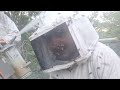 um vidio q vc não pode perder,  colocando melguira em uma abelha #natureza #abelhas #vidio #viral