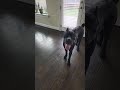Prime Getting His Steps In #canecorso #prime #zoomies
