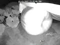 Time lapse film of 700lb pumpkin growing