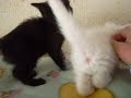 2020 10 14中野地域猫の家