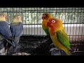 3 pairs of African love birds video