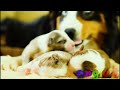 Relax with familiar wild animals Dog, Cat, Deer, Cow, Elephant, Weasel...- Animal sounds part 6